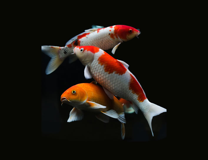 Peces chinos